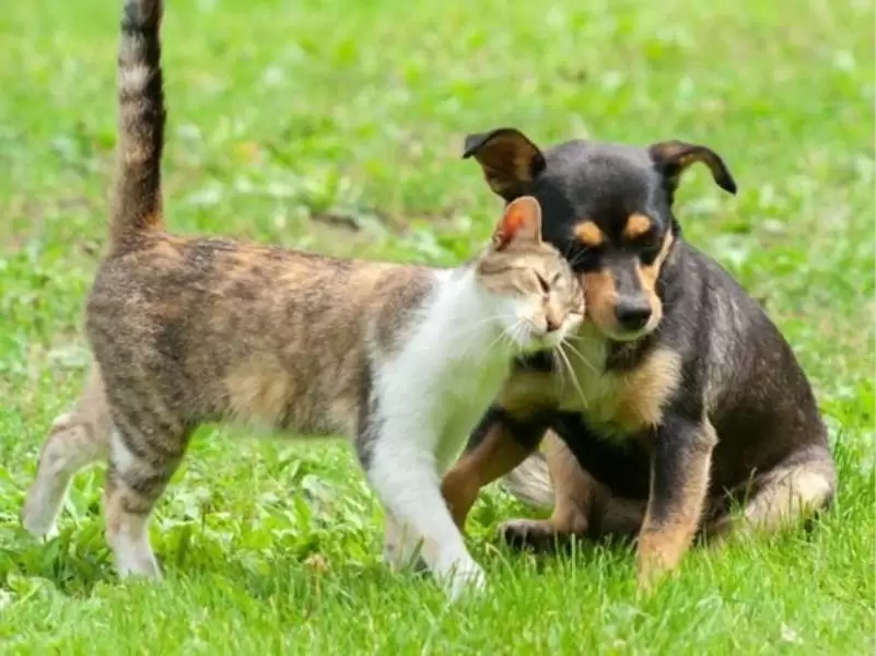 MPE instaura procedimento para acompanhar política de controle populacional de cães e gatos em Chapadão do Sul